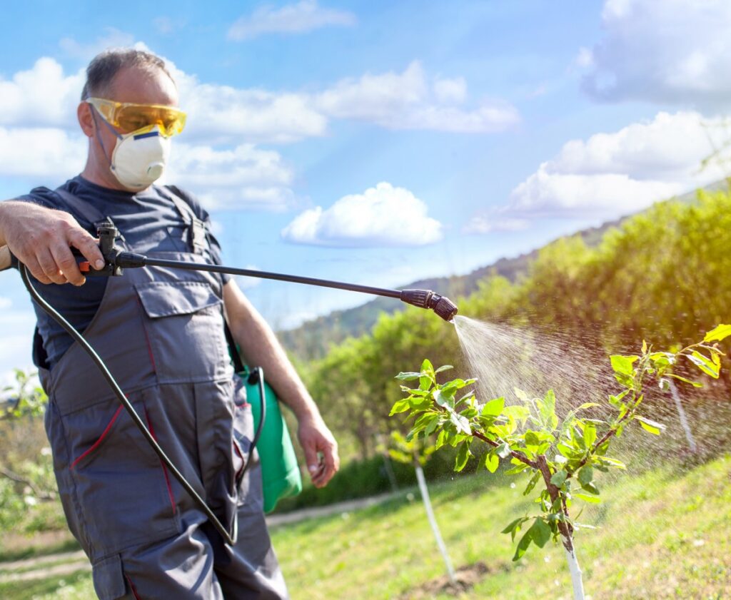 gardener applying an insecticide, fertilizer to his fruit  usin